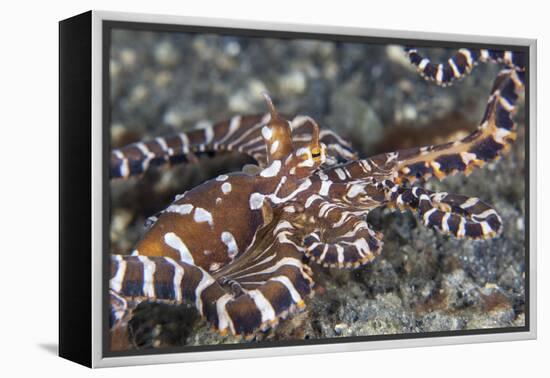 A Wonderpus Octopus Crawls across a Sand Slope-Stocktrek Images-Framed Premier Image Canvas