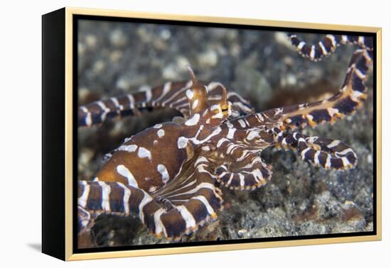 A Wonderpus Octopus Crawls across a Sand Slope-Stocktrek Images-Framed Premier Image Canvas