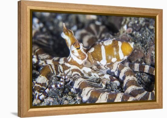 A Wonderpus Octopus Crawls across a Sand Slope-Stocktrek Images-Framed Premier Image Canvas