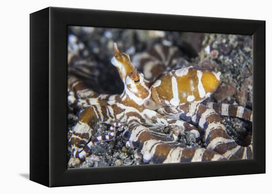 A Wonderpus Octopus Crawls across a Sand Slope-Stocktrek Images-Framed Premier Image Canvas