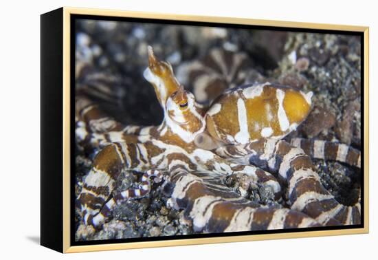 A Wonderpus Octopus Crawls across a Sand Slope-Stocktrek Images-Framed Premier Image Canvas