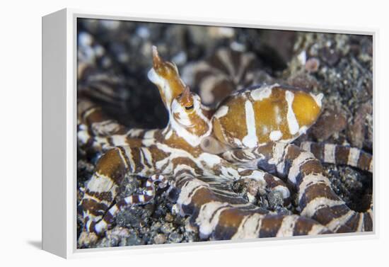 A Wonderpus Octopus Crawls across a Sand Slope-Stocktrek Images-Framed Premier Image Canvas