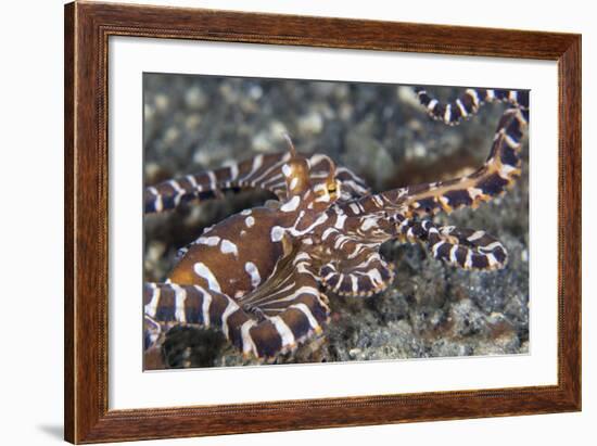 A Wonderpus Octopus Crawls across a Sand Slope-Stocktrek Images-Framed Photographic Print