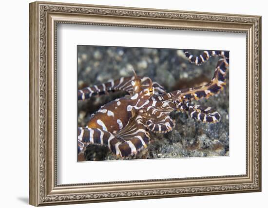 A Wonderpus Octopus Crawls across a Sand Slope-Stocktrek Images-Framed Photographic Print