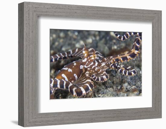 A Wonderpus Octopus Crawls across a Sand Slope-Stocktrek Images-Framed Photographic Print