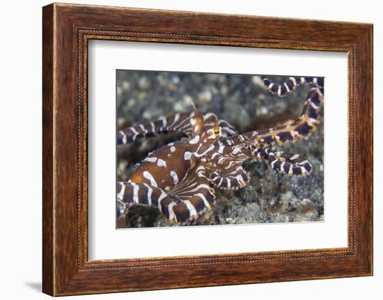 A Wonderpus Octopus Crawls across a Sand Slope-Stocktrek Images-Framed Photographic Print