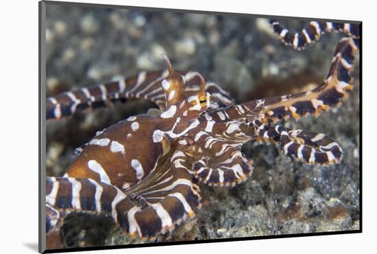 A Wonderpus Octopus Crawls across a Sand Slope-Stocktrek Images-Mounted Photographic Print