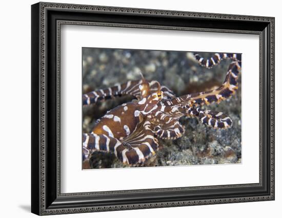 A Wonderpus Octopus Crawls across a Sand Slope-Stocktrek Images-Framed Photographic Print