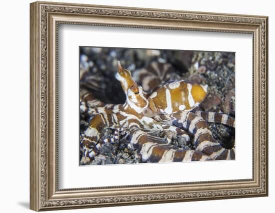 A Wonderpus Octopus Crawls across a Sand Slope-Stocktrek Images-Framed Photographic Print