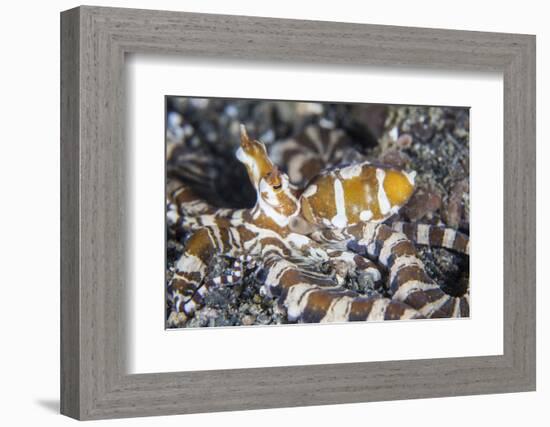 A Wonderpus Octopus Crawls across a Sand Slope-Stocktrek Images-Framed Photographic Print