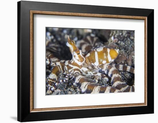 A Wonderpus Octopus Crawls across a Sand Slope-Stocktrek Images-Framed Photographic Print