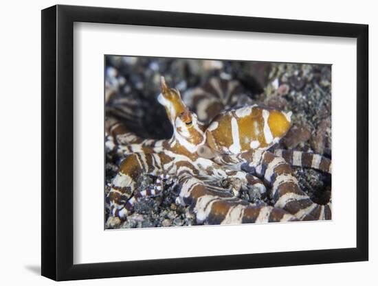 A Wonderpus Octopus Crawls across a Sand Slope-Stocktrek Images-Framed Photographic Print