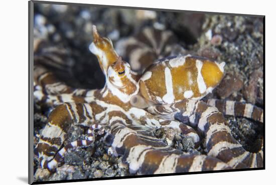 A Wonderpus Octopus Crawls across a Sand Slope-Stocktrek Images-Mounted Photographic Print