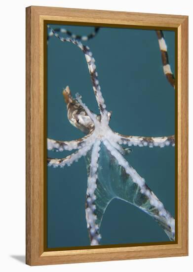 A Wonderpus Octopus Found in Lembeh Strait, Indonesia-Stocktrek Images-Framed Premier Image Canvas