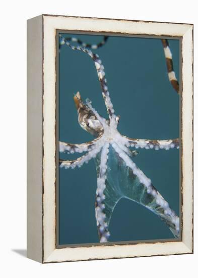 A Wonderpus Octopus Found in Lembeh Strait, Indonesia-Stocktrek Images-Framed Premier Image Canvas