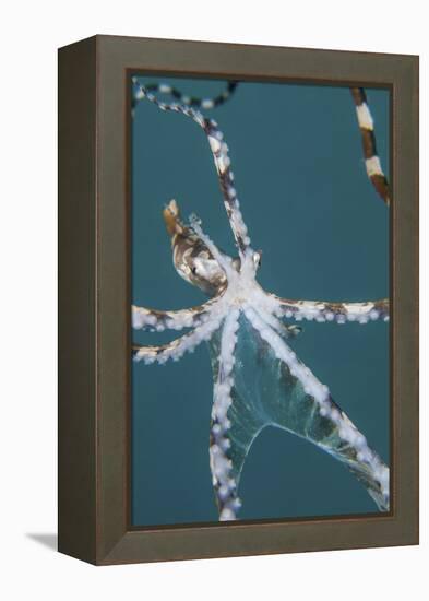 A Wonderpus Octopus Found in Lembeh Strait, Indonesia-Stocktrek Images-Framed Premier Image Canvas