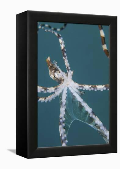 A Wonderpus Octopus Found in Lembeh Strait, Indonesia-Stocktrek Images-Framed Premier Image Canvas