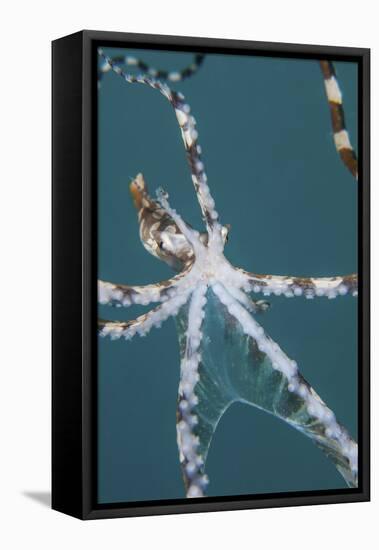 A Wonderpus Octopus Found in Lembeh Strait, Indonesia-Stocktrek Images-Framed Premier Image Canvas