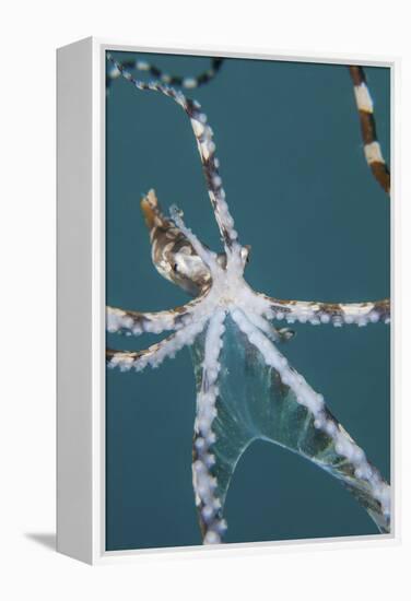 A Wonderpus Octopus Found in Lembeh Strait, Indonesia-Stocktrek Images-Framed Premier Image Canvas