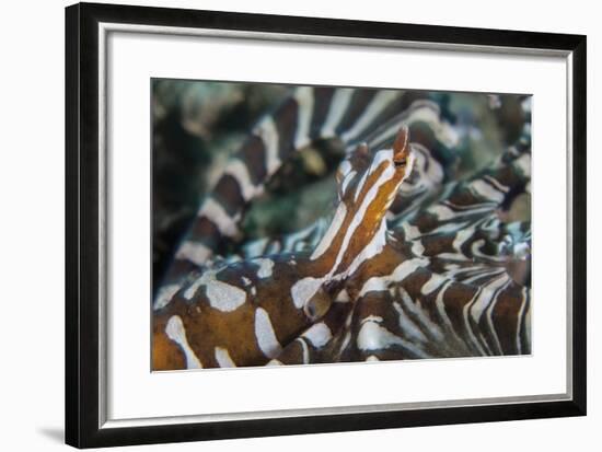 A Wonderpus Octopus Found in Lembeh Strait, Indonesia-Stocktrek Images-Framed Photographic Print