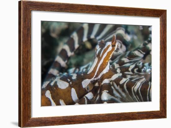 A Wonderpus Octopus Found in Lembeh Strait, Indonesia-Stocktrek Images-Framed Photographic Print