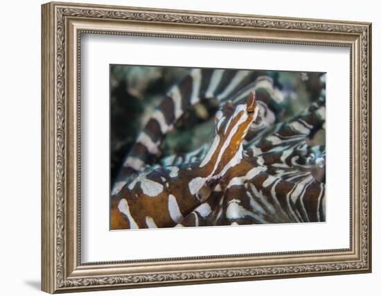 A Wonderpus Octopus Found in Lembeh Strait, Indonesia-Stocktrek Images-Framed Photographic Print