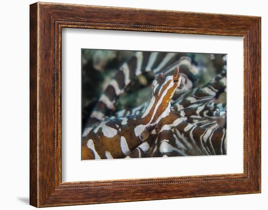 A Wonderpus Octopus Found in Lembeh Strait, Indonesia-Stocktrek Images-Framed Photographic Print