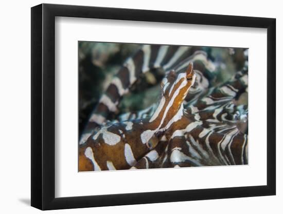 A Wonderpus Octopus Found in Lembeh Strait, Indonesia-Stocktrek Images-Framed Photographic Print