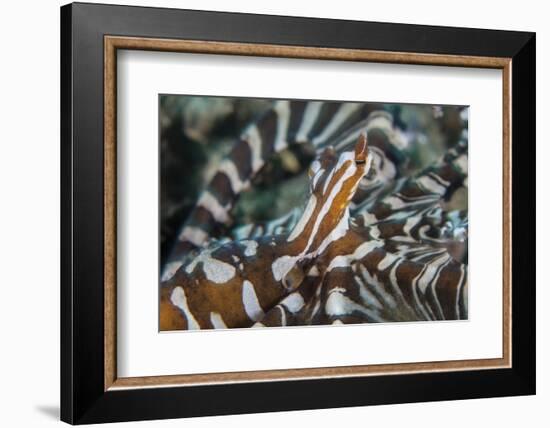 A Wonderpus Octopus Found in Lembeh Strait, Indonesia-Stocktrek Images-Framed Photographic Print