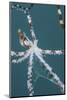 A Wonderpus Octopus Found in Lembeh Strait, Indonesia-Stocktrek Images-Mounted Photographic Print