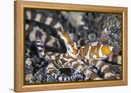 A Wonderpus Octopus in Lembeh Strait, Indonesia-Stocktrek Images-Framed Premier Image Canvas