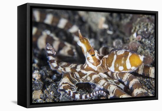 A Wonderpus Octopus in Lembeh Strait, Indonesia-Stocktrek Images-Framed Premier Image Canvas