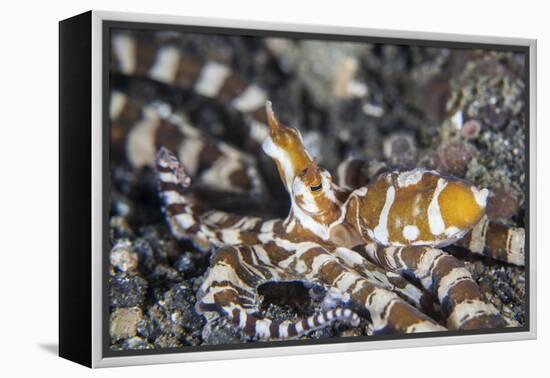 A Wonderpus Octopus in Lembeh Strait, Indonesia-Stocktrek Images-Framed Premier Image Canvas