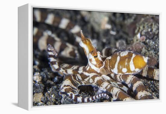 A Wonderpus Octopus in Lembeh Strait, Indonesia-Stocktrek Images-Framed Premier Image Canvas