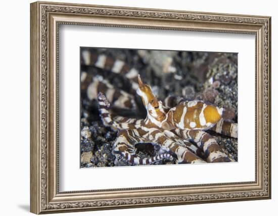 A Wonderpus Octopus in Lembeh Strait, Indonesia-Stocktrek Images-Framed Photographic Print