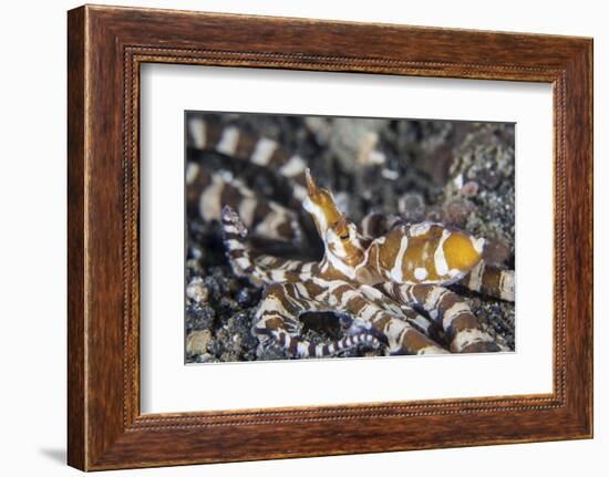 A Wonderpus Octopus in Lembeh Strait, Indonesia-Stocktrek Images-Framed Photographic Print