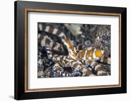 A Wonderpus Octopus in Lembeh Strait, Indonesia-Stocktrek Images-Framed Photographic Print