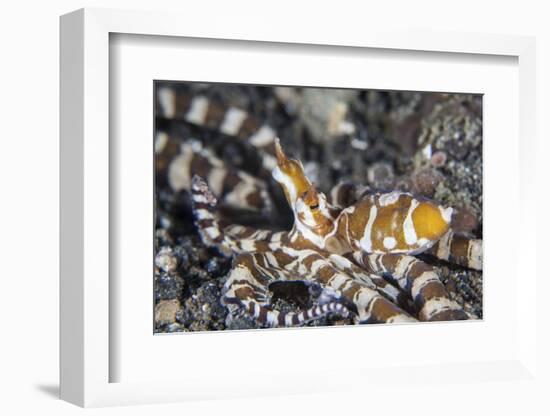 A Wonderpus Octopus in Lembeh Strait, Indonesia-Stocktrek Images-Framed Photographic Print