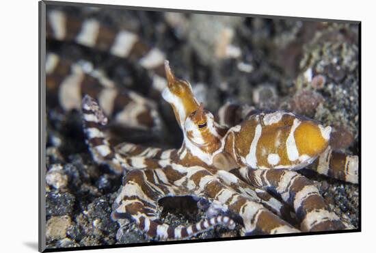 A Wonderpus Octopus in Lembeh Strait, Indonesia-Stocktrek Images-Mounted Photographic Print