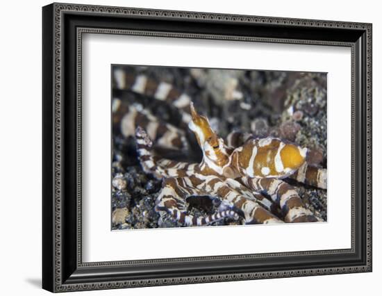 A Wonderpus Octopus in Lembeh Strait, Indonesia-Stocktrek Images-Framed Photographic Print
