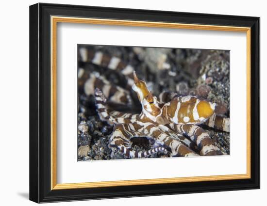 A Wonderpus Octopus in Lembeh Strait, Indonesia-Stocktrek Images-Framed Photographic Print