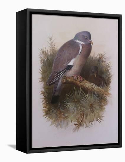 A Wood Pigeon or Ring Dove-Archibald Thorburn-Framed Premier Image Canvas