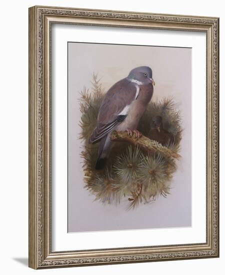 A Wood Pigeon or Ring Dove-Archibald Thorburn-Framed Giclee Print