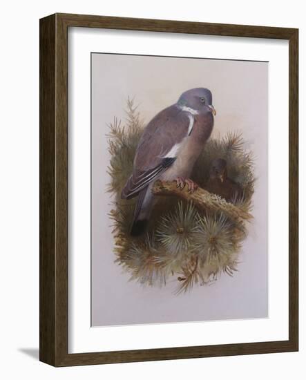 A Wood Pigeon or Ring Dove-Archibald Thorburn-Framed Giclee Print