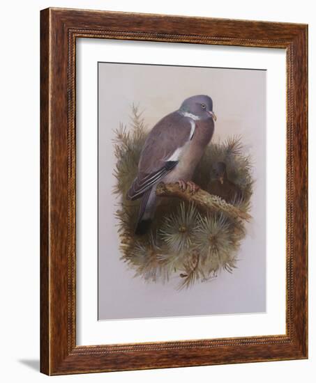 A Wood Pigeon or Ring Dove-Archibald Thorburn-Framed Giclee Print