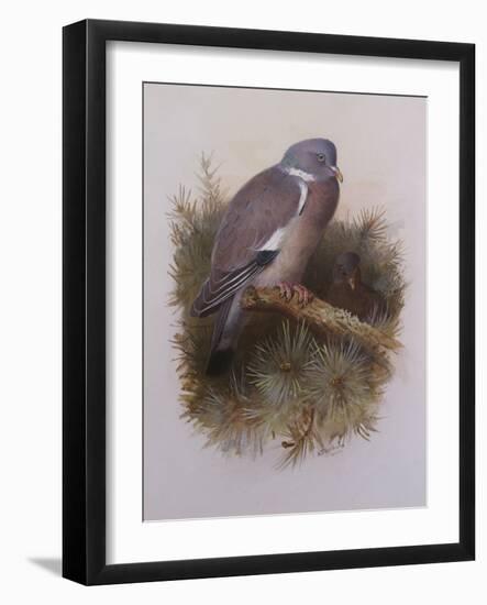 A Wood Pigeon or Ring Dove-Archibald Thorburn-Framed Giclee Print