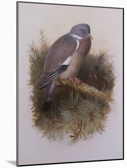 A Wood Pigeon or Ring Dove-Archibald Thorburn-Mounted Giclee Print