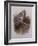 A Wood Pigeon or Ring Dove-Archibald Thorburn-Framed Giclee Print