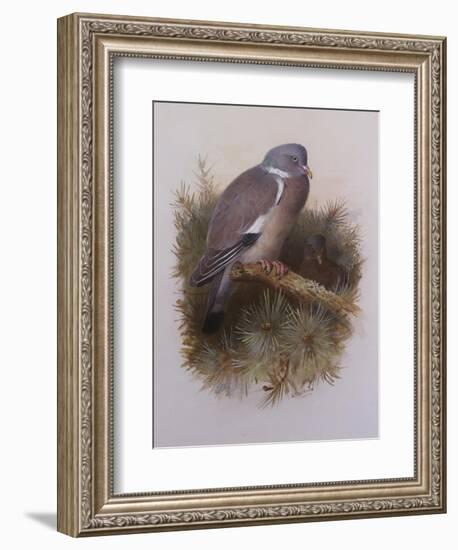 A Wood Pigeon or Ring Dove-Archibald Thorburn-Framed Giclee Print