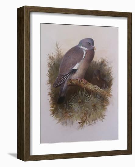 A Wood Pigeon or Ring Dove-Archibald Thorburn-Framed Giclee Print